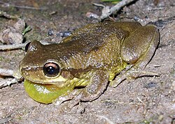 Блеющая литория