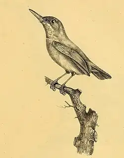 Пуэрто-риканский тоди20 октября 2018