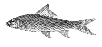 Bangana diplostoma