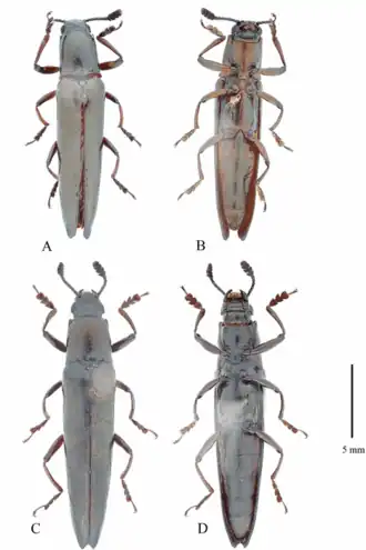 Labidolanguria liangi. A и B — самец, C и D — самка