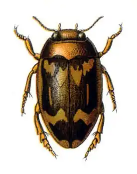 Laccophilus poecilus
