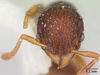 Lachnomyrmex lattkei