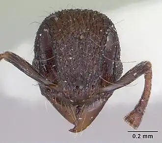 Lachnomyrmex longinodus