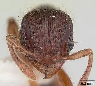 Lachnomyrmex regularis