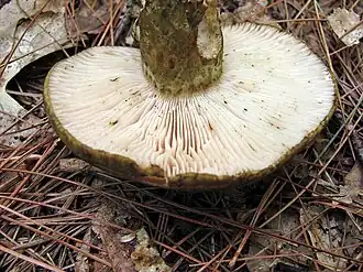 Светло-розовые пластинки Lactarius atroviridis