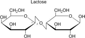 Лактоза - дисахарид, состоящий из β-D-галактозы и β-D-глюкозы. В норме лактоза расщепляется ферментом лактазой.