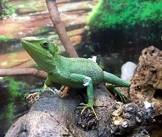 Длинноногая каскоголовая игуана