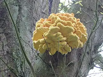 Трутовик серно-жёлтый (Laetiporus sulphureus)
