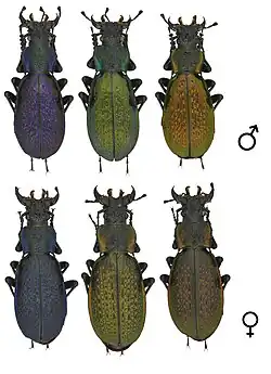 Lafertei lafertei.jpg