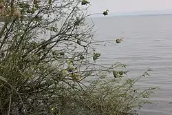 Озеро Мбуро