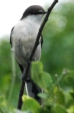 Lalage leucopyga montrosieri (новокаледонский подвид)