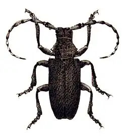 Усачи (жуки)19 декабря 2009