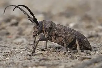 Ивовый толстяк сбоку