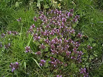 Яснотка пурпурная (Lamium purpureum), типовой вид рода Яснотка.Общий вид группы цветущих растений