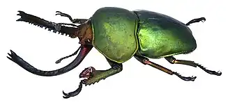 Lamprima adolphinae, самец