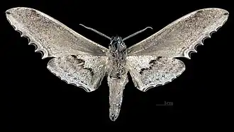 Langia zenzeroides zenzeroides Самец (испод крыльев)