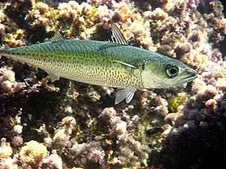 Южная скумбрия (Scomber colias)