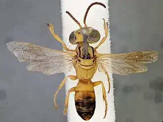 Самка Laphyragogus kohlii