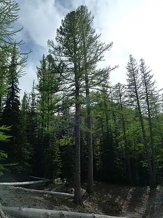 Габитус взрослого дерева в хвойном лесу, располагающемся неподалёку от города Уэнатчи, Вашингтон