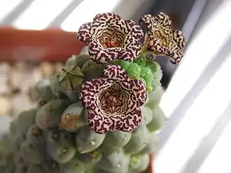 Larryleachia cactiformis