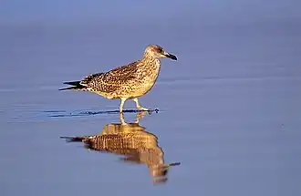 Молодая птица