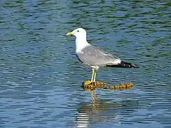 Larus canus heinei