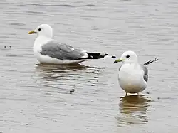 Larus canus heinei