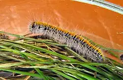 Гусеница клеверного коконопряда