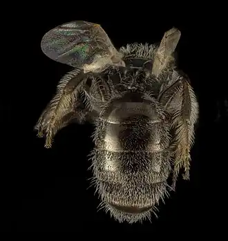 Lasioglossum packeri