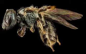 Lasioglossum taylorae