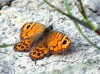 Буроглазка Мегера  (Lasiommata megera)