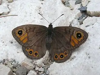 Краеглазка петербургская