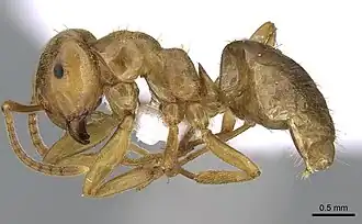 Рабочий муравей Lasius citrinus