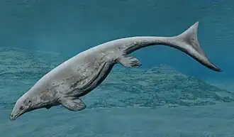 Latoplatecarpus