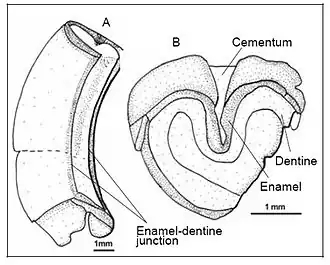 Коренной зуб Lavanify miolaka (UA 8653, голотип вида): A — вид сбоку, B — окклюзионная (жевательная) поверхность