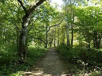 Дубрава Лехмья