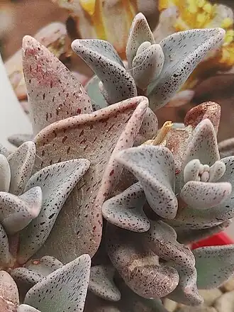 Lenophyllum guttatum