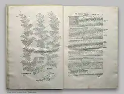 Разворот из первого издания «Описания растений», вышедшего в 1542 году
