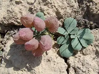 Плодоносящее растение