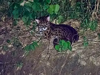 Бенгальская кошка в заповеднике Табин