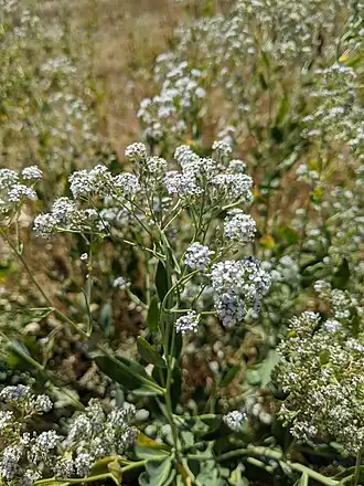 Клоповник широколистный — типовой вид