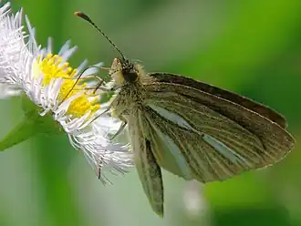 Толстоголовка одноцветная