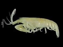 Leptalpheus bicristatus