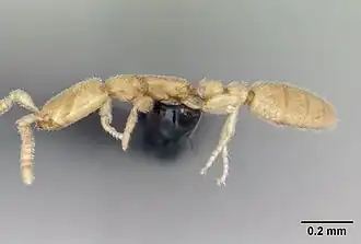 Leptanilla revelierii