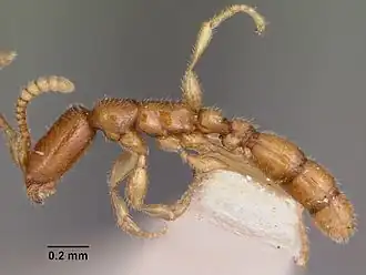 Рабочая особь Leptanilloides biconstricta