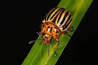 Колорадский жук