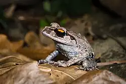 Leptobrachium smithi