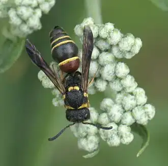 Leptochilus republicanus