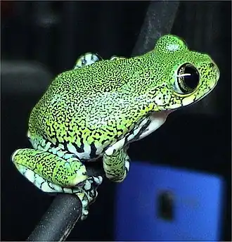 Танзанийская древесница