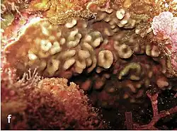 Leptoseris incrustans